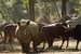 Sóstó ZOO - Nyíregyházi Állatpark - Nyíregyháza (Sóstófürdõ)